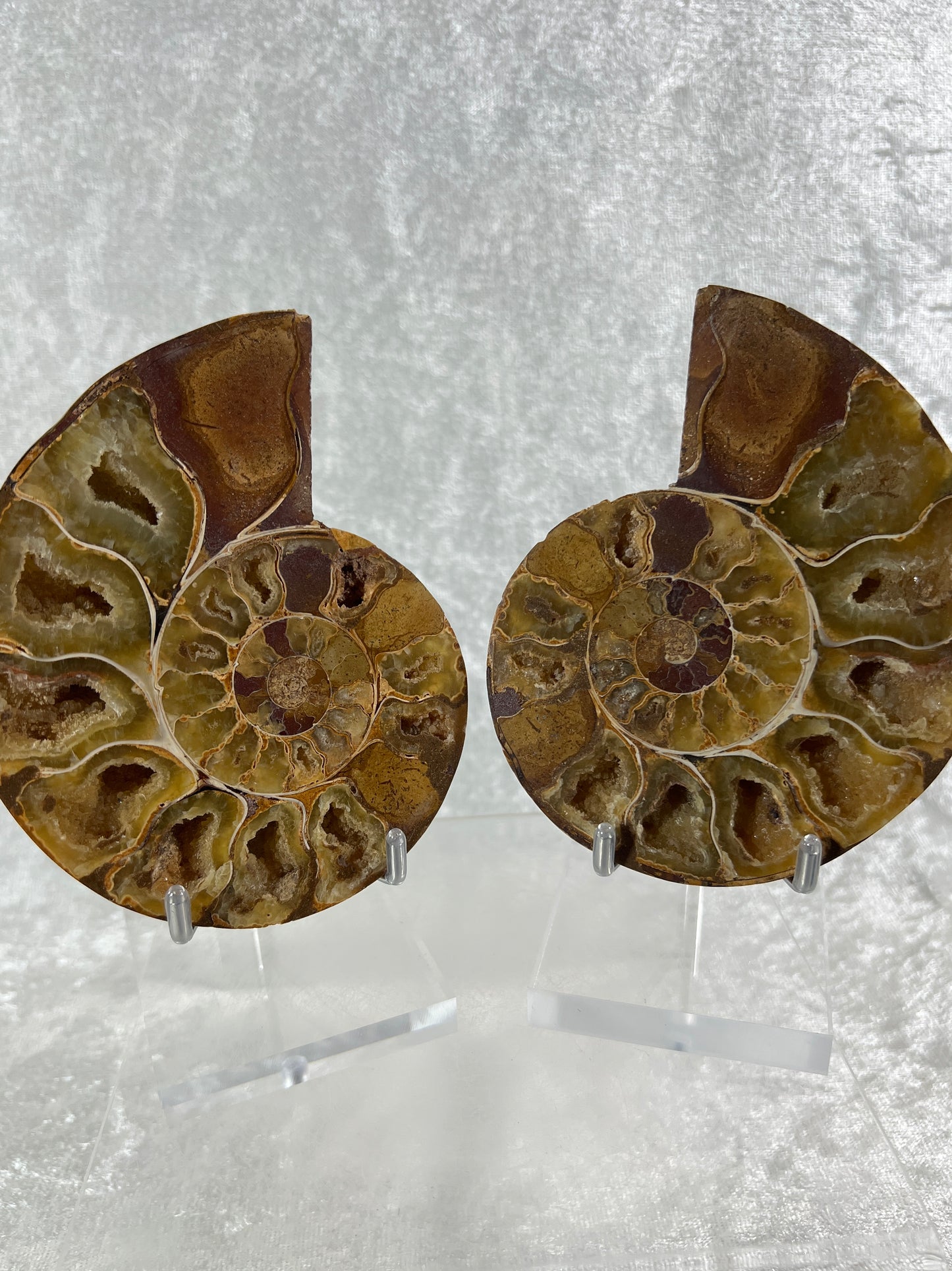 Yellow Ammonite Display Pair. Amazing Yellow Colors With Jigsaw Fossil Patterns. Gorgeous Rare Fossil Specimen From Madagascar.