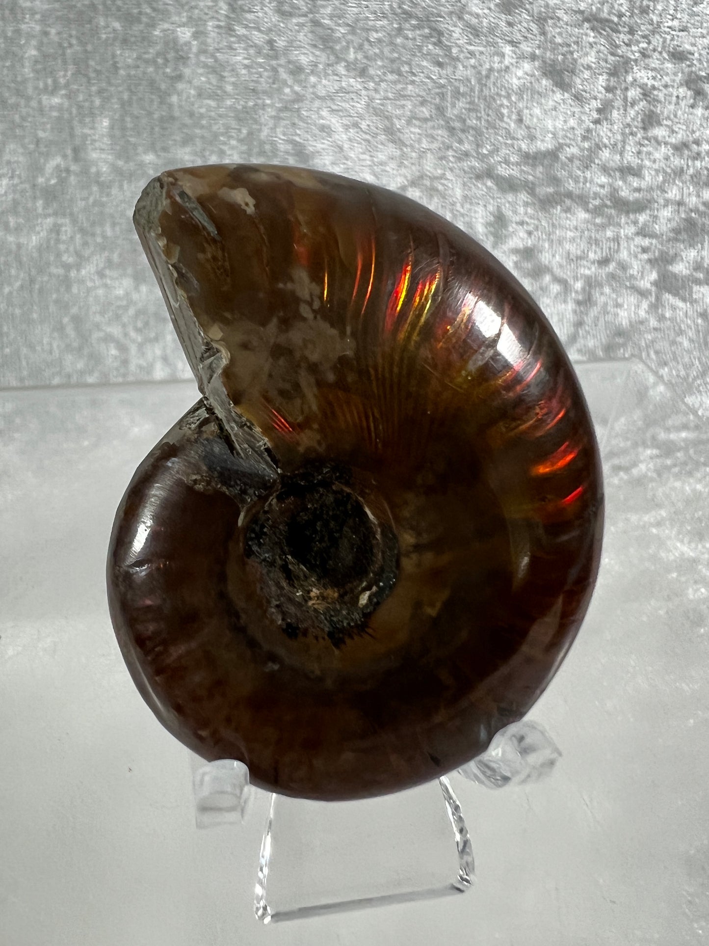 Ammonite Fossil Specimen. Gorgeous Polished Iridescent Ammonite From Madagascar.