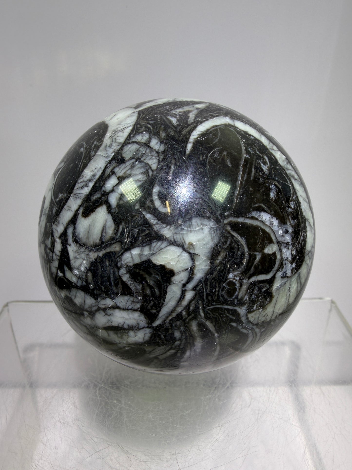 Black Crinoid Fossil Sphere: 66mm. High Quality Rare Crystal Sphere. Incredible One Of A Kind Display Sphere.