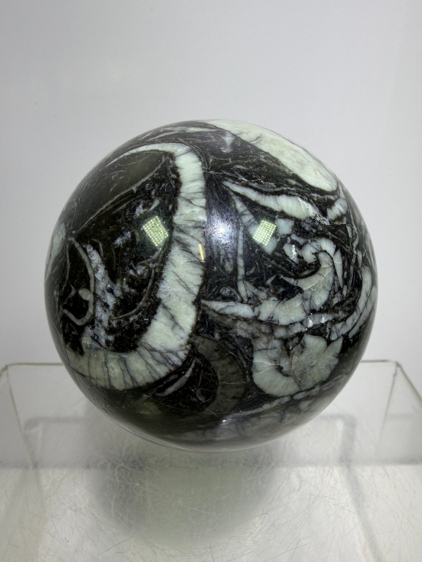 Black Crinoid Fossil Sphere: 66mm. High Quality Rare Crystal Sphere. Incredible One Of A Kind Display Sphere.