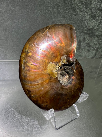 Ammonite Fossil Specimen. Gorgeous Polished Iridescent Ammonite From Madagascar.