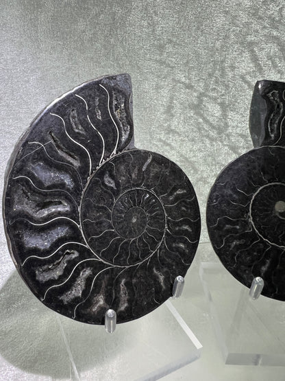 Black Ammonite Display Pair. Gorgeous Rare Fossil Specimen From Madagascar. Split And Polished With Amazing Druzy.