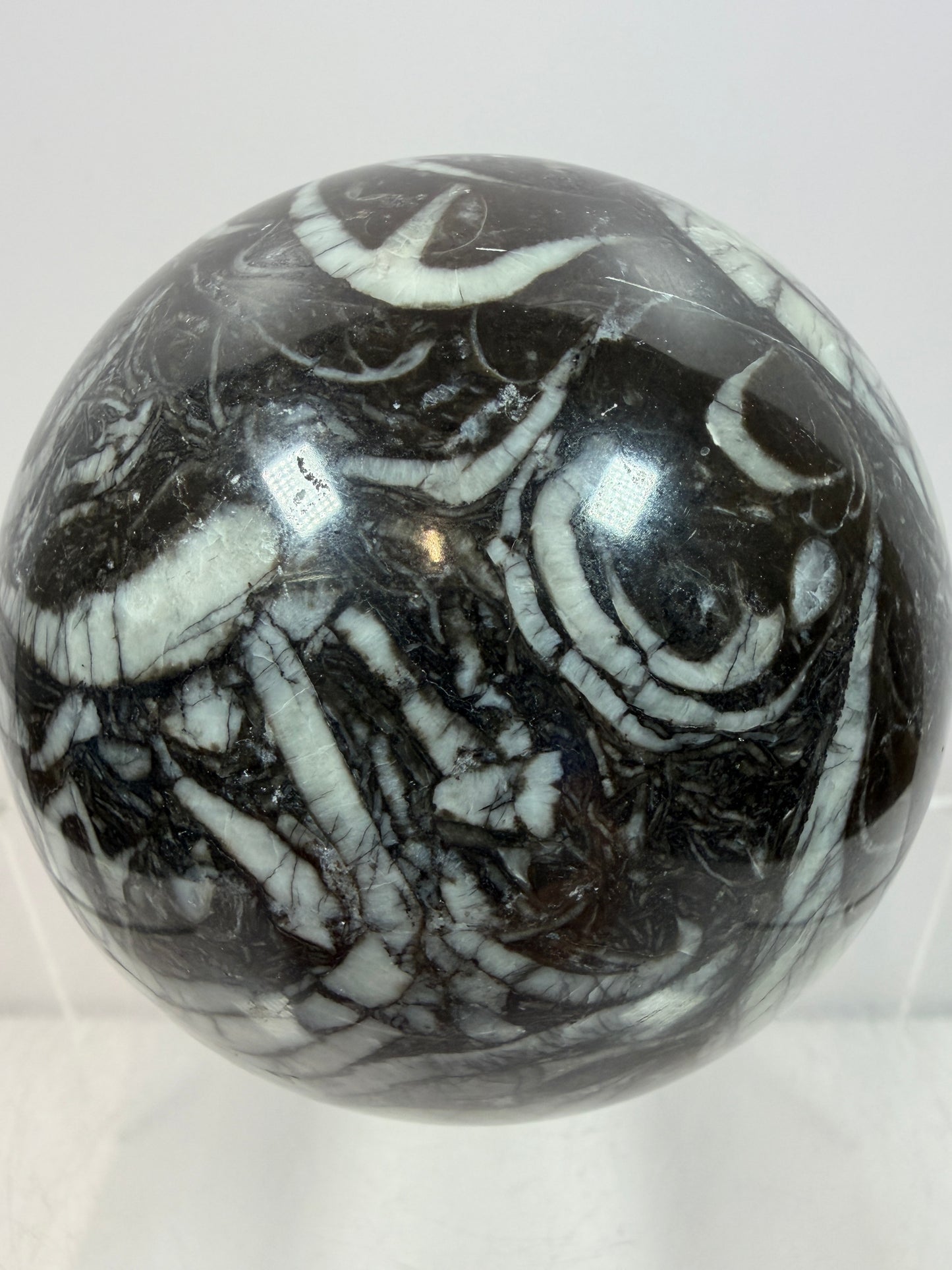 Black Crinoid Fossil Sphere: 66mm. High Quality Rare Crystal Sphere. Incredible One Of A Kind Display Sphere.