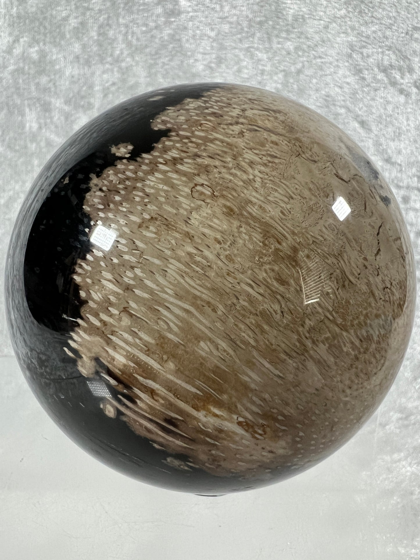 Palm Root Agate Sphere. 76mm. Incredible Fossilized Black Palm Root Agate. Very High Quality Crystal Sphere.