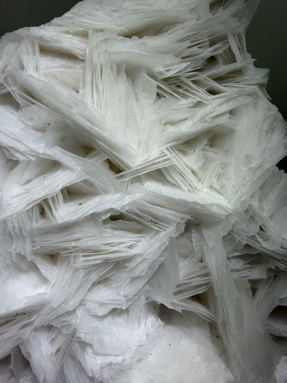 White Rose Bladed Calcite. Extra Large Angel Wing Calcite Specimen. High Quality UV Statement Piece.