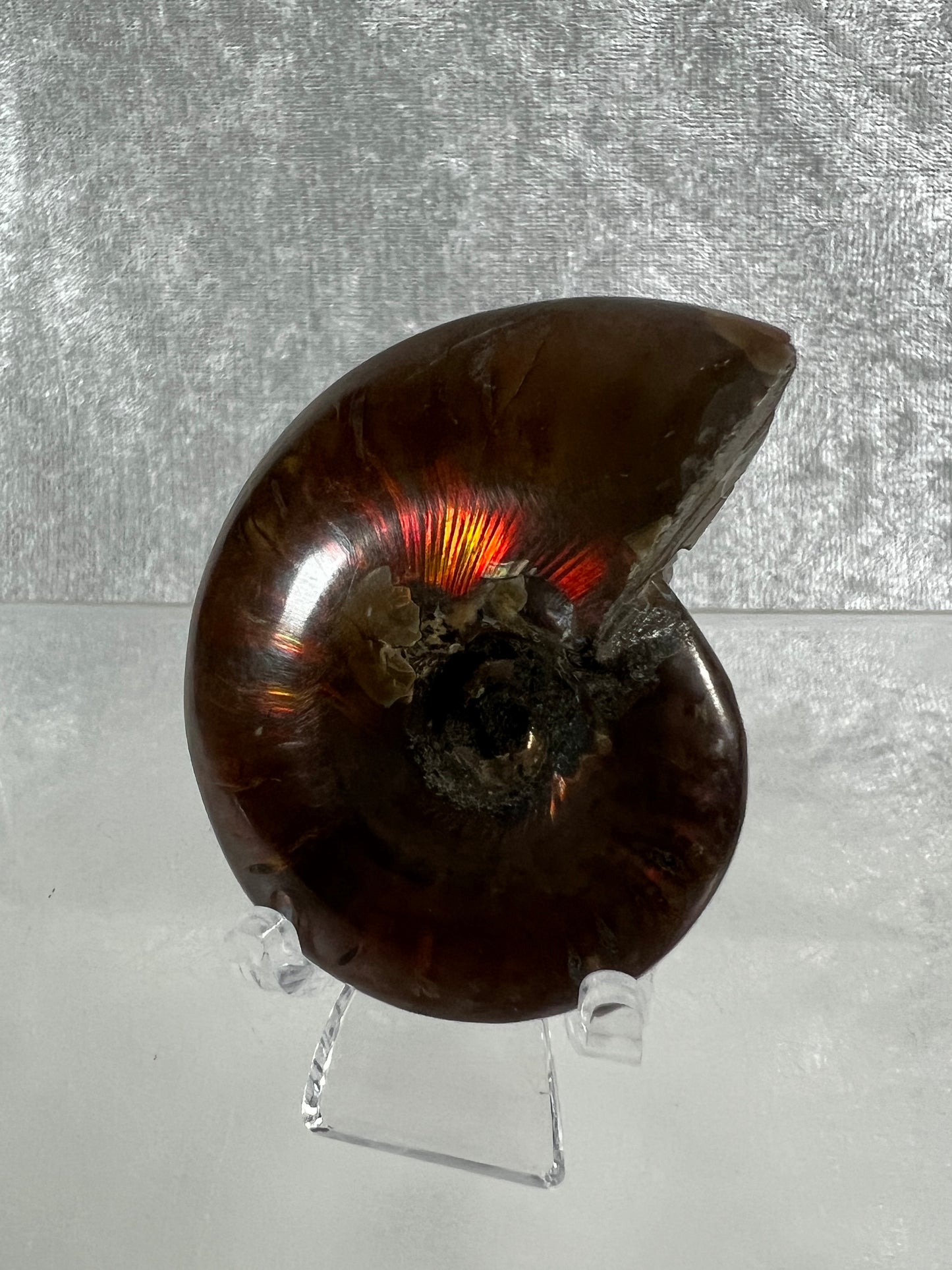 Ammonite Fossil Specimen. Gorgeous Polished Iridescent Ammonite From Madagascar.