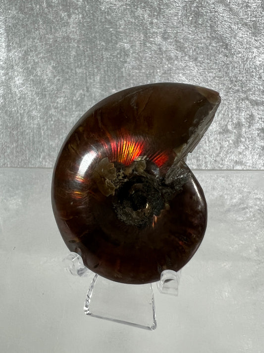 Ammonite Fossil Specimen. Gorgeous Polished Iridescent Ammonite From Madagascar.