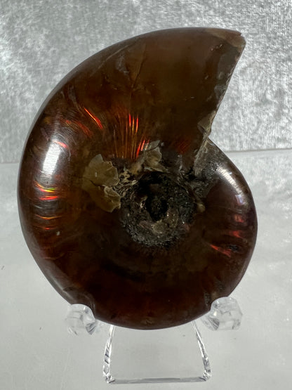 Ammonite Fossil Specimen. Gorgeous Polished Iridescent Ammonite From Madagascar.