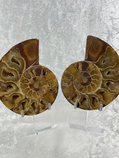 Yellow Ammonite Display Pair. Amazing Yellow Colors With Jigsaw Fossil Patterns. Gorgeous Rare Fossil Specimen From Madagascar.