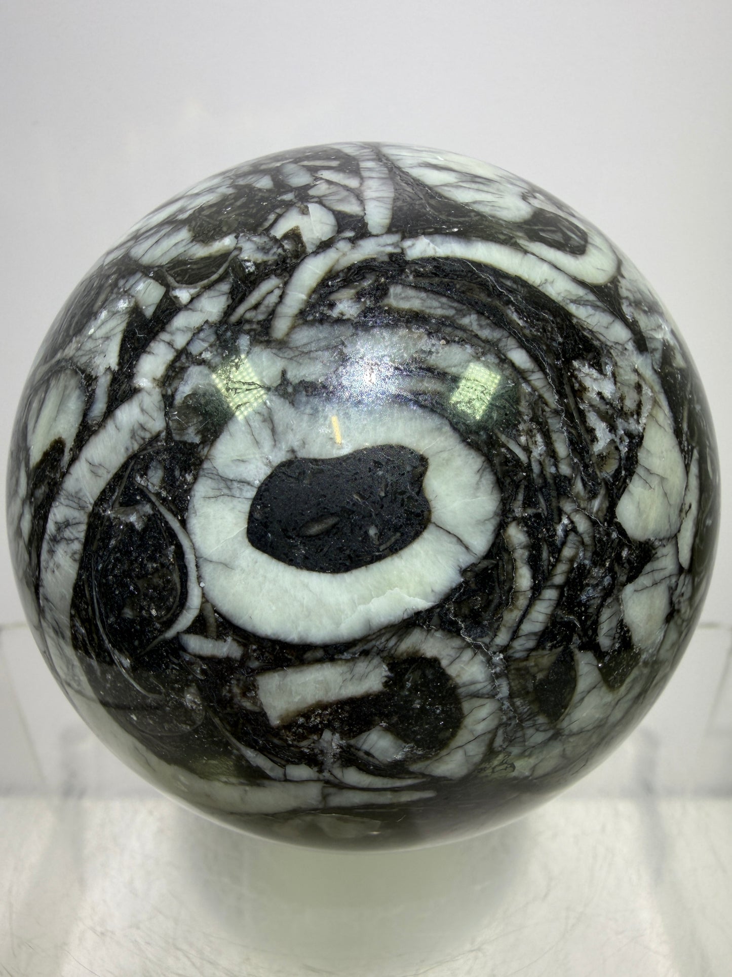 Black Crinoid Fossil Sphere: 66mm. High Quality Rare Crystal Sphere. Incredible One Of A Kind Display Sphere.