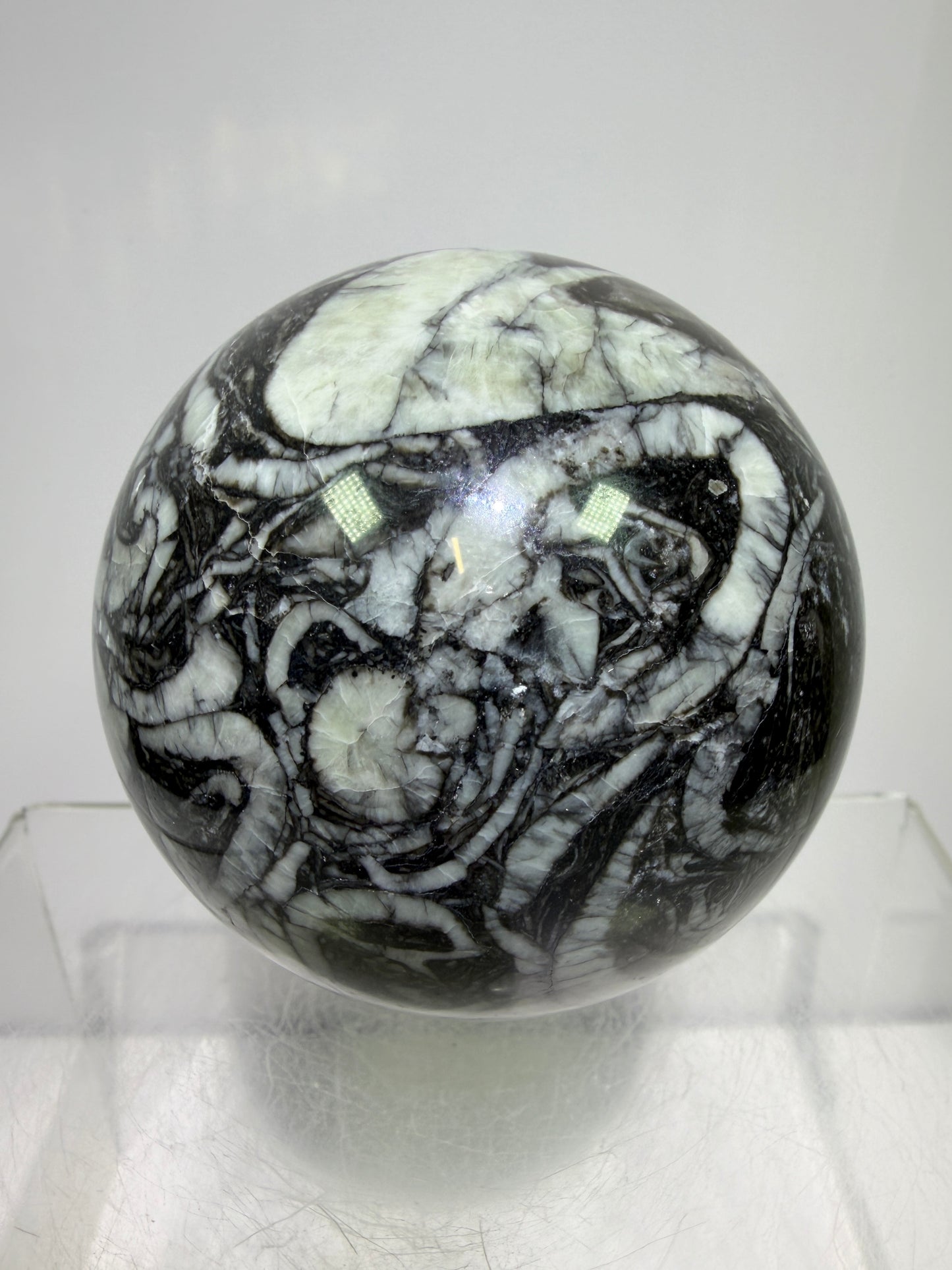 Black Crinoid Fossil Sphere: 66mm. High Quality Rare Crystal Sphere. Incredible One Of A Kind Display Sphere.