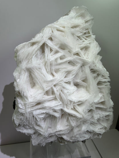 White Rose Bladed Calcite. Extra Large Angel Wing Calcite Specimen. High Quality UV Statement Piece.