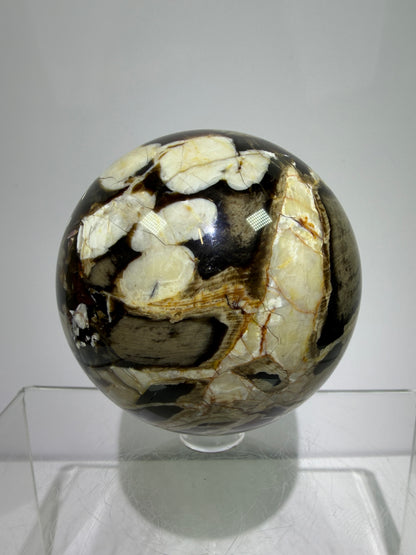 Peanut Wood Sphere. 67mm. Extremely Rare Australian Peanut Wood. Incredible Petrified Wood Display Sphere