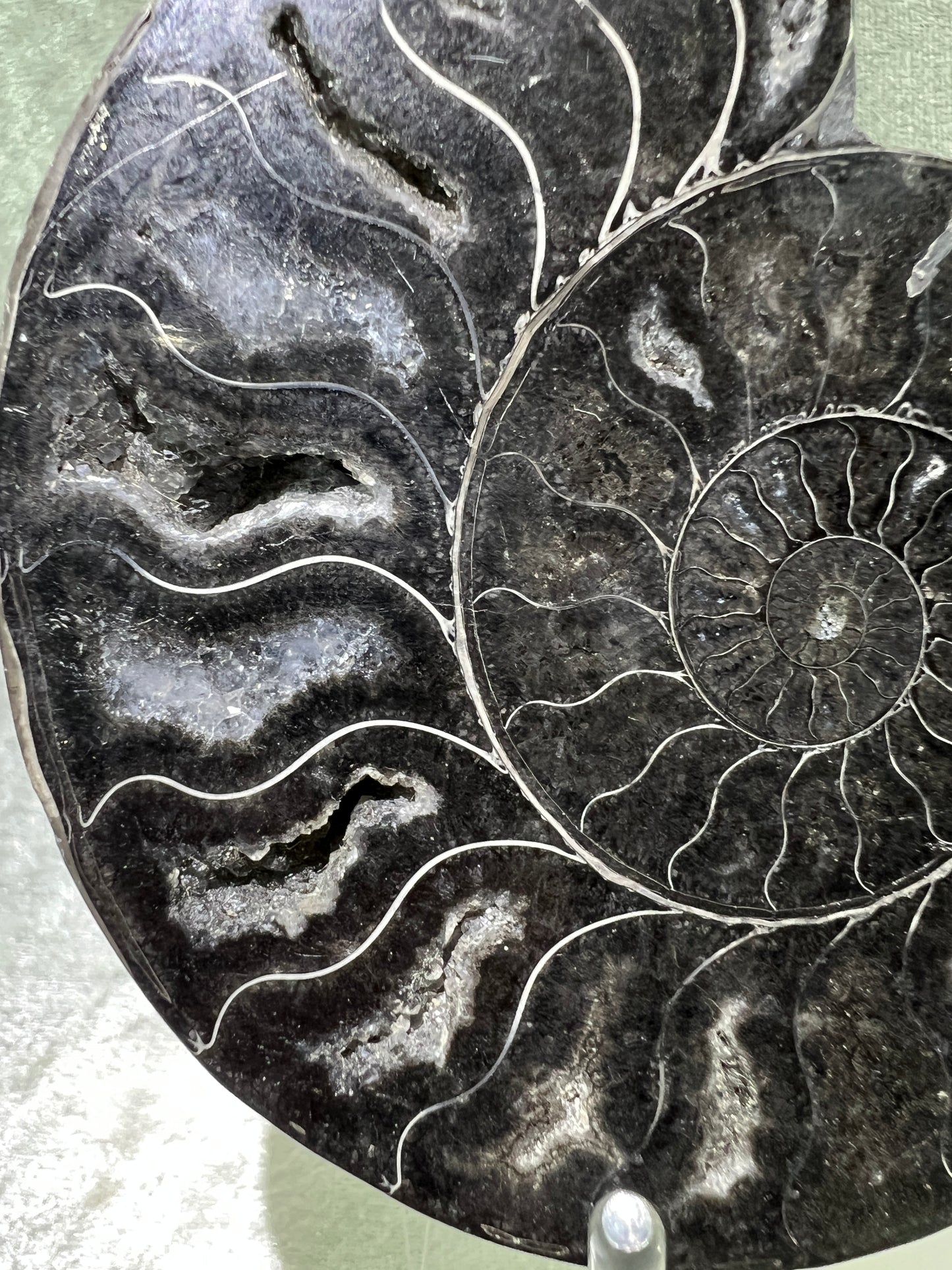 Black Ammonite Display Pair. Gorgeous Rare Fossil Specimen From Madagascar. Split And Polished With Amazing Druzy.