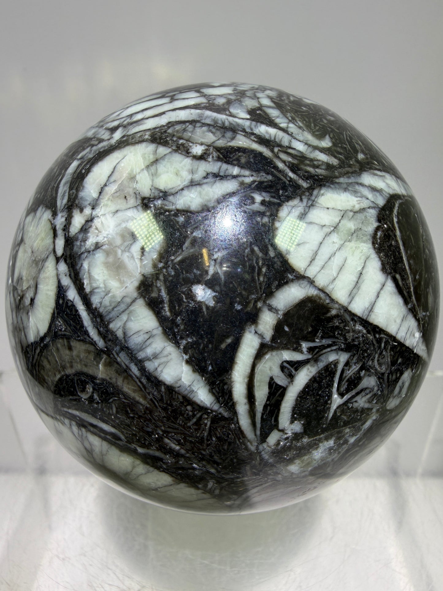 Black Crinoid Fossil Sphere: 66mm. High Quality Rare Crystal Sphere. Incredible One Of A Kind Display Sphere.