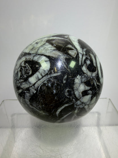 Black Crinoid Fossil Sphere: 66mm. High Quality Rare Crystal Sphere. Incredible One Of A Kind Display Sphere.