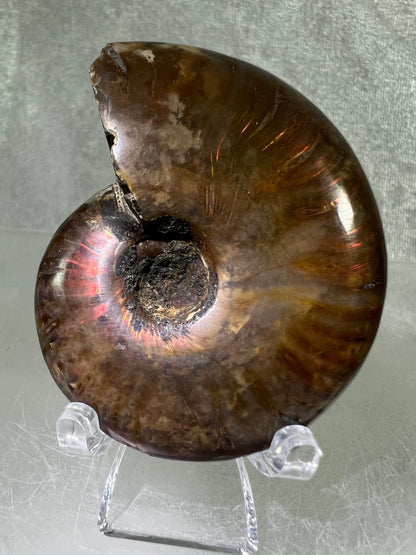 Ammonite Fossil Specimen. Gorgeous Polished Iridescent Ammonite From Madagascar.
