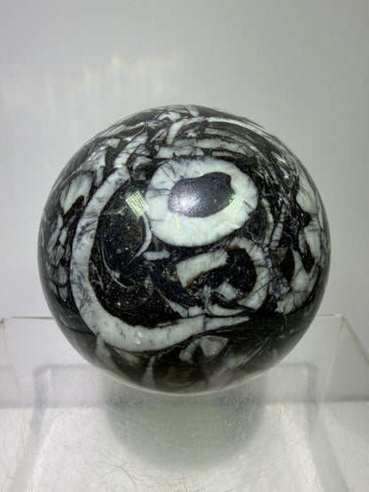 Black Crinoid Fossil Sphere: 66mm. High Quality Rare Crystal Sphere. Incredible One Of A Kind Display Sphere.