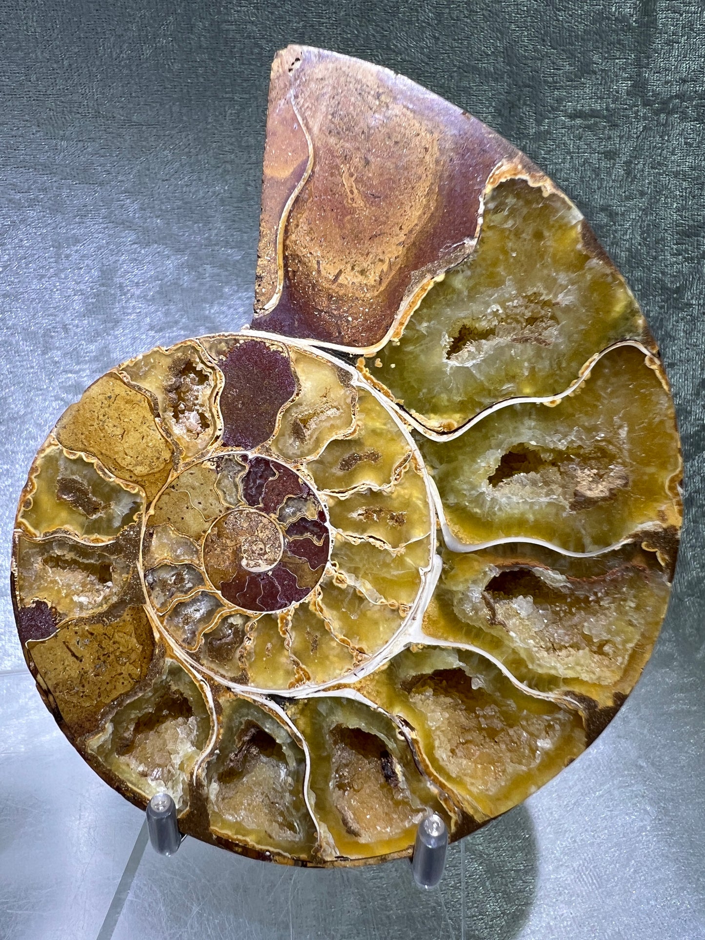 Yellow Ammonite Display Pair. Amazing Yellow Colors With Jigsaw Fossil Patterns. Gorgeous Rare Fossil Specimen From Madagascar.