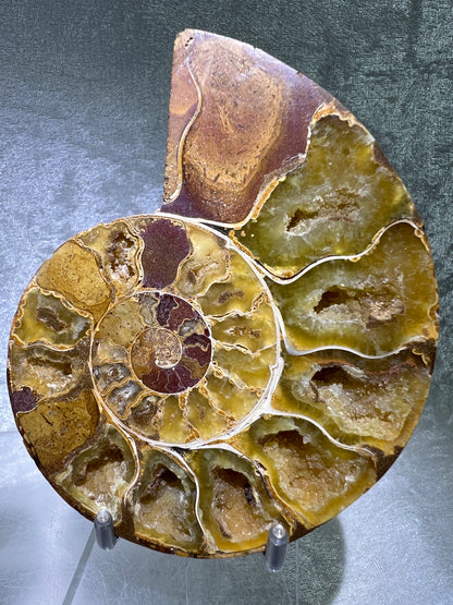 Yellow Ammonite Display Pair. Amazing Yellow Colors With Jigsaw Fossil Patterns. Gorgeous Rare Fossil Specimen From Madagascar.