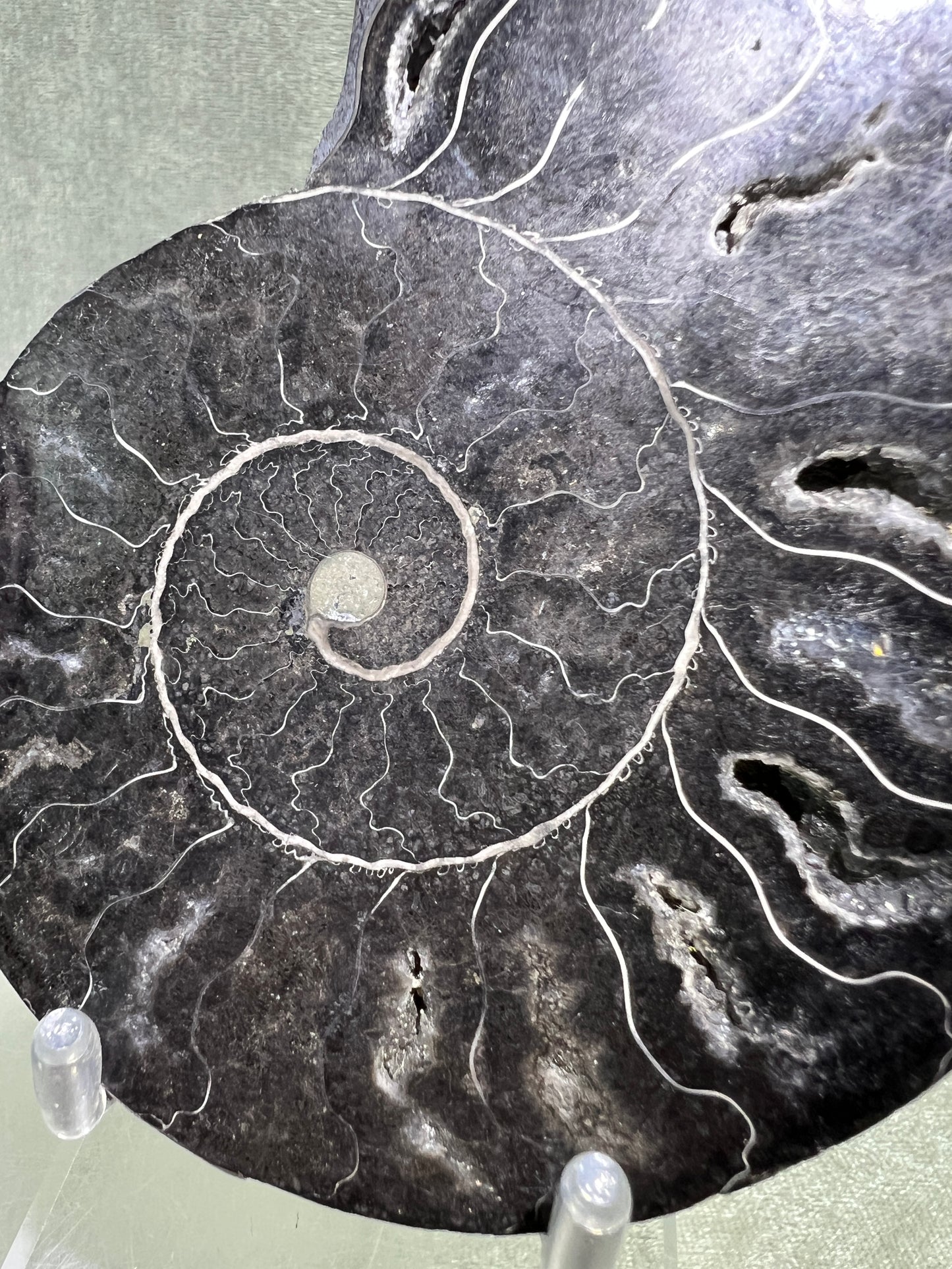Black Ammonite Display Pair. Gorgeous Rare Fossil Specimen From Madagascar. Split And Polished With Amazing Druzy.