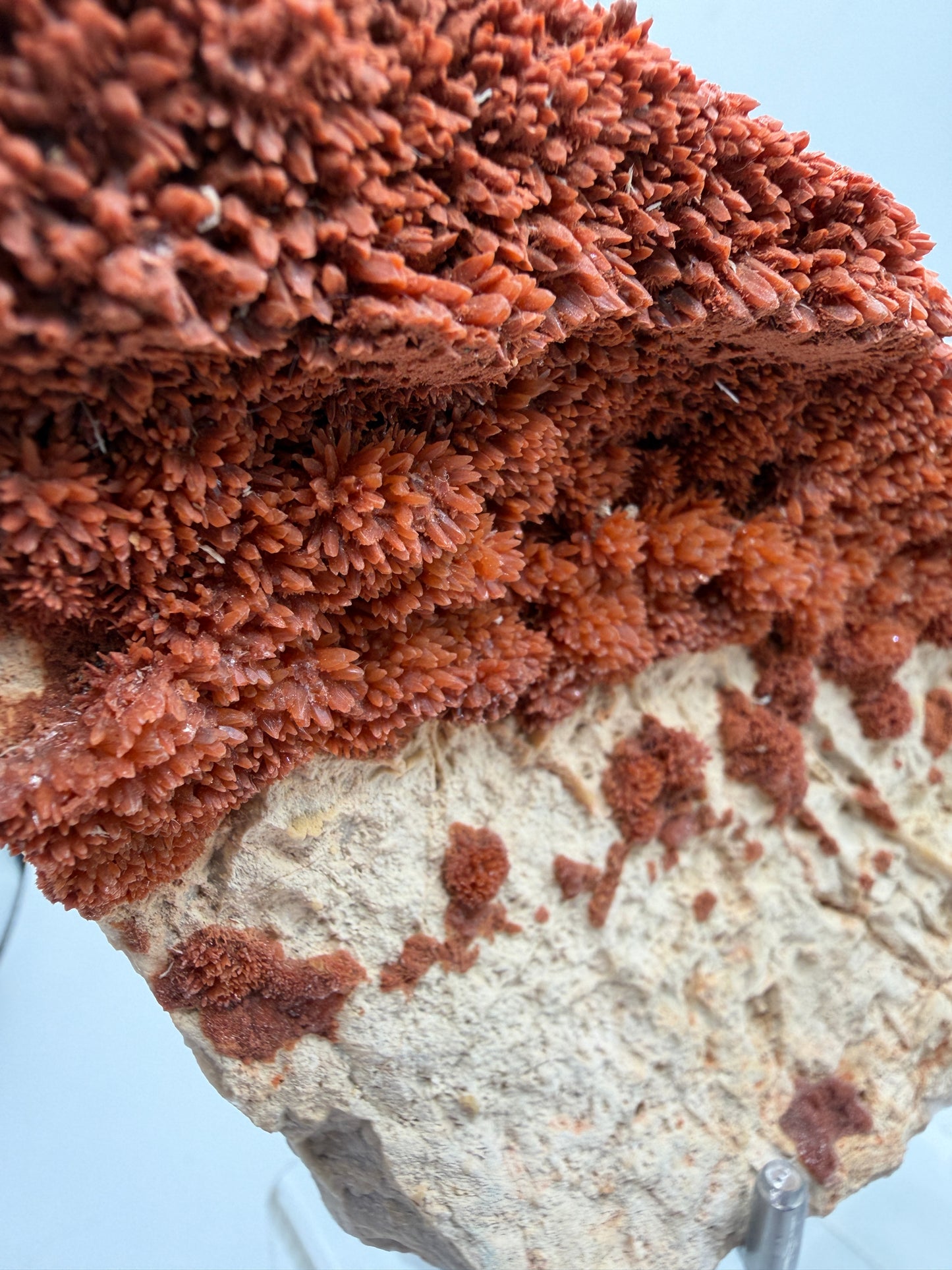 Orange Red Dogtooth Calcite Specimen. Stunning Dogtooth Flower Clusters. High Quality Rare Specimen