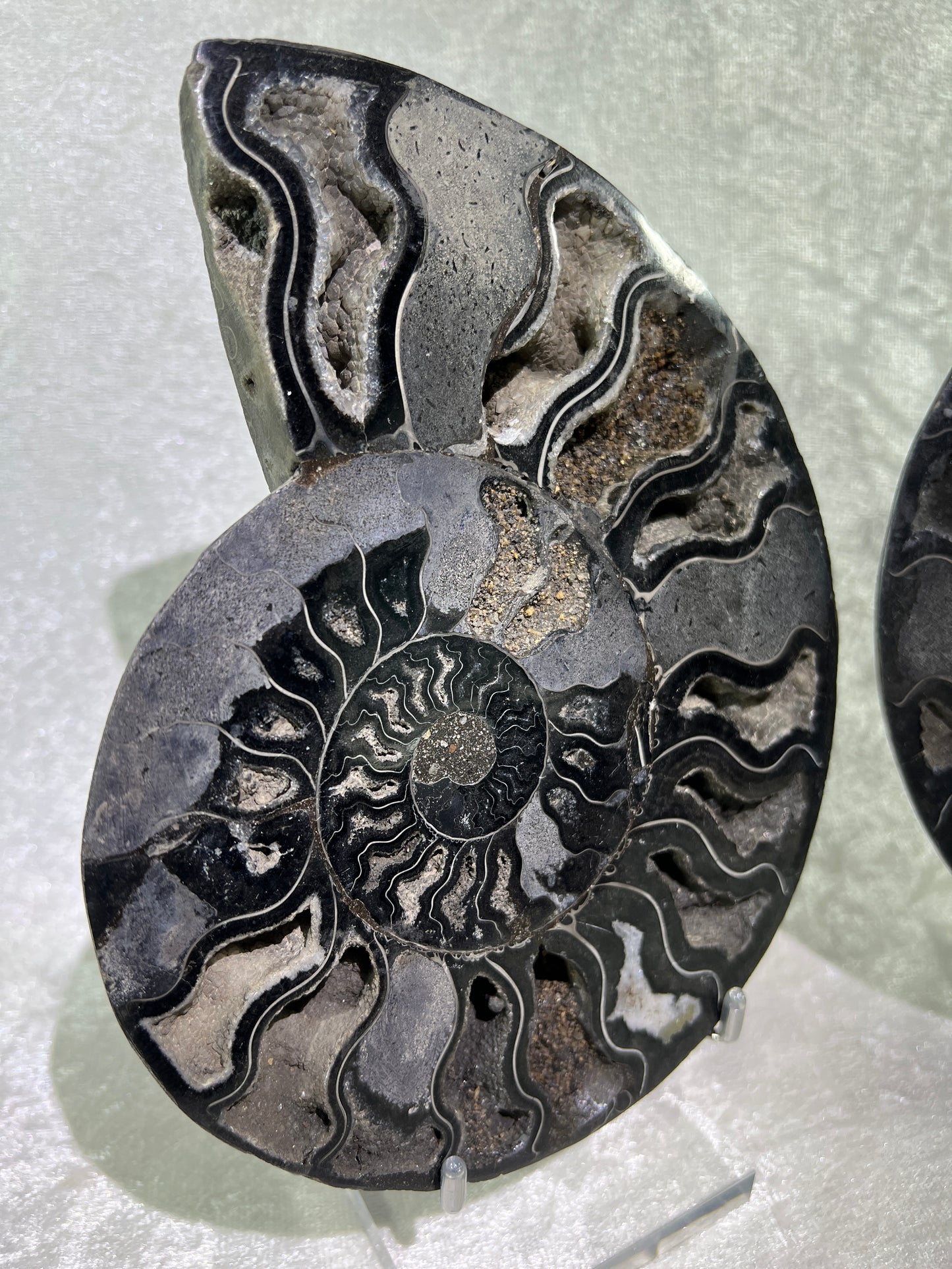 Black Ammonite Display Pair. Extra Large Rare Fossil Specimen From Madagascar. Split And Polished With Amazing Druzy.