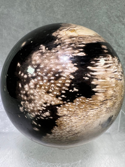 Palm Root Agate Sphere. 76mm. Incredible Fossilized Black Palm Root Agate. Very High Quality Crystal Sphere.