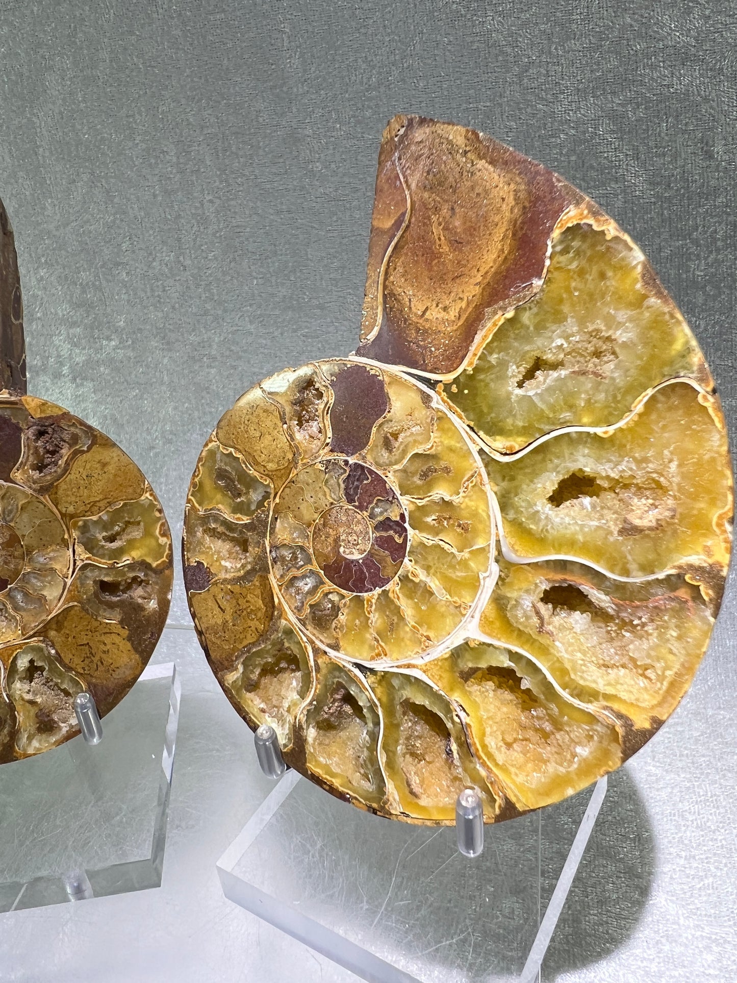 Yellow Ammonite Display Pair. Amazing Yellow Colors With Jigsaw Fossil Patterns. Gorgeous Rare Fossil Specimen From Madagascar.