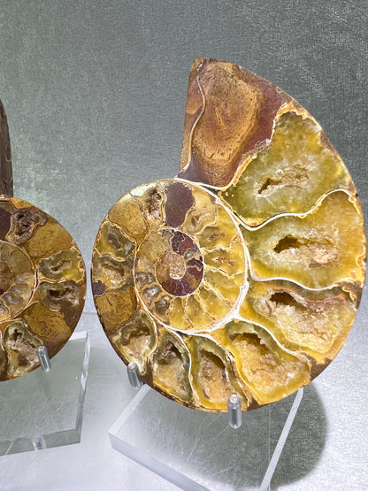 Yellow Ammonite Display Pair. Amazing Yellow Colors With Jigsaw Fossil Patterns. Gorgeous Rare Fossil Specimen From Madagascar.