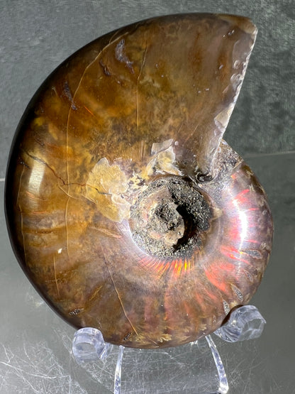 Ammonite Fossil Specimen. Gorgeous Polished Iridescent Ammonite From Madagascar.