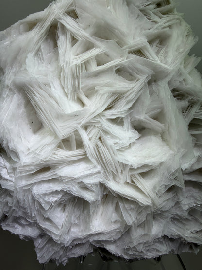 White Rose Bladed Calcite. Extra Large Angel Wing Calcite Specimen. High Quality UV Statement Piece.