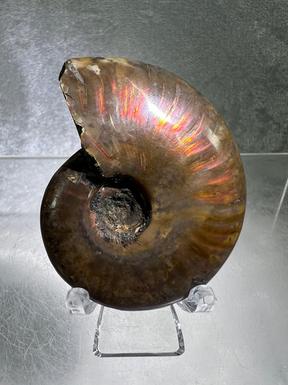 Ammonite Fossil Specimen. Gorgeous Polished Iridescent Ammonite From Madagascar.