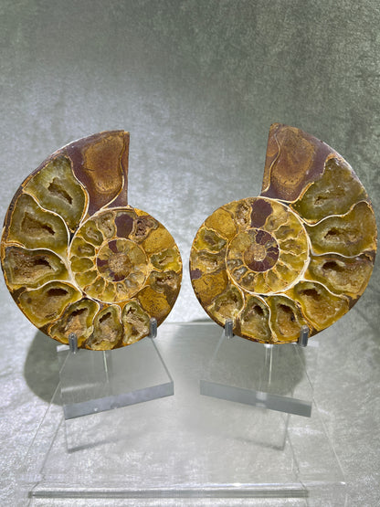Yellow Ammonite Display Pair. Amazing Yellow Colors With Jigsaw Fossil Patterns. Gorgeous Rare Fossil Specimen From Madagascar.