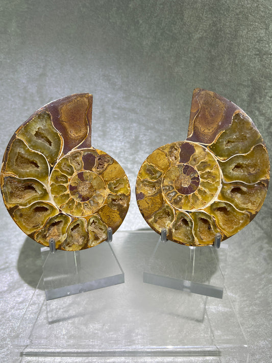 Yellow Ammonite Display Pair. Amazing Yellow Colors With Jigsaw Fossil Patterns. Gorgeous Rare Fossil Specimen From Madagascar.
