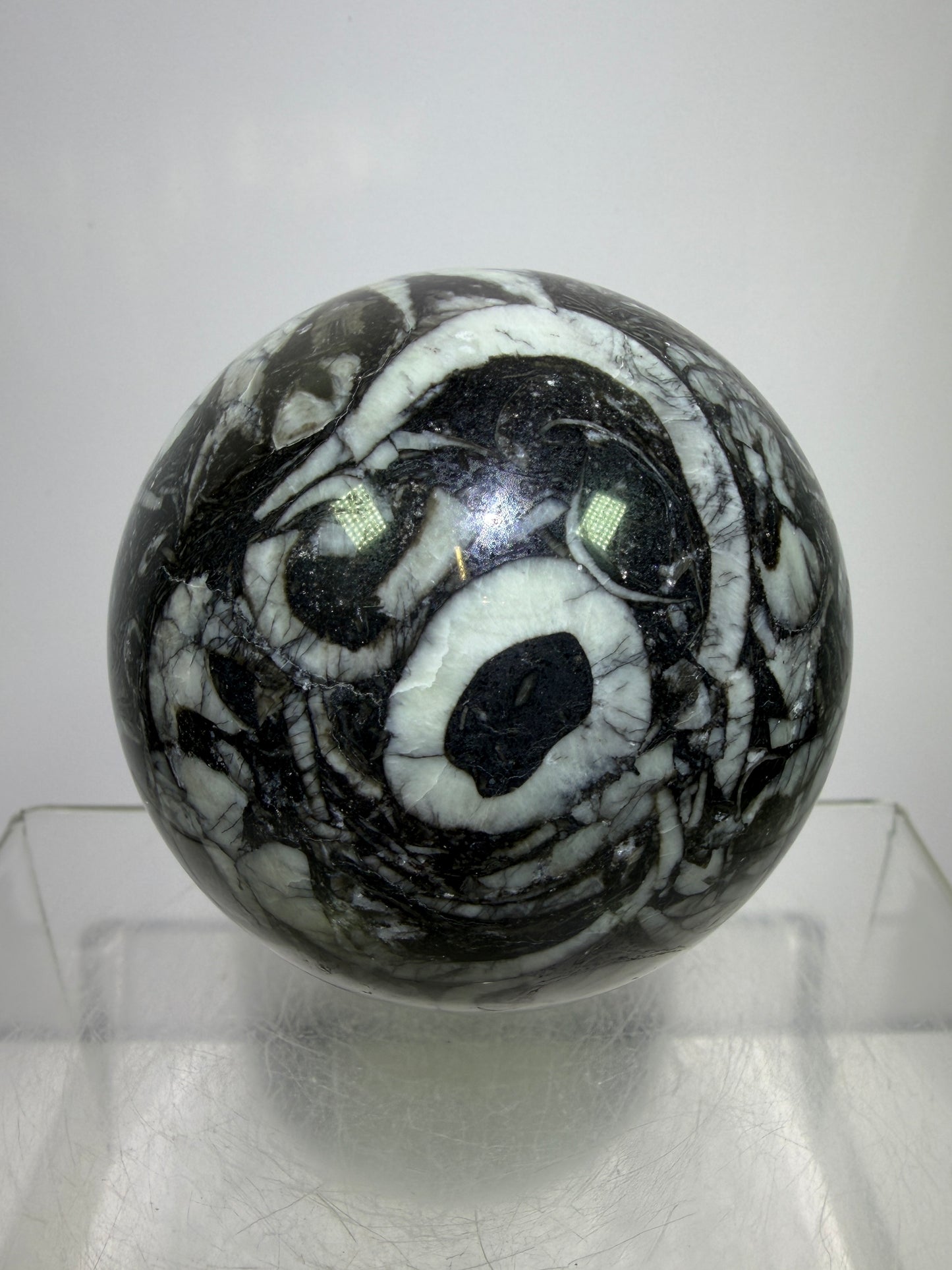 Black Crinoid Fossil Sphere: 66mm. High Quality Rare Crystal Sphere. Incredible One Of A Kind Display Sphere.