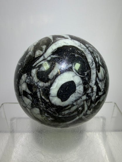 Black Crinoid Fossil Sphere: 66mm. High Quality Rare Crystal Sphere. Incredible One Of A Kind Display Sphere.