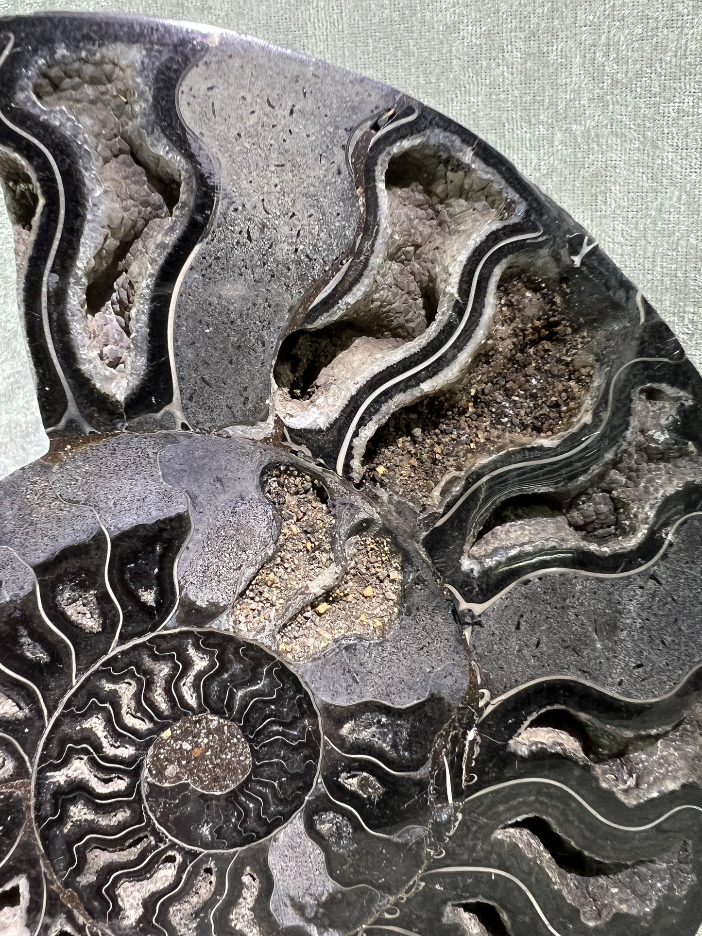 Black Ammonite Display Pair. Extra Large Rare Fossil Specimen From Madagascar. Split And Polished With Amazing Druzy.