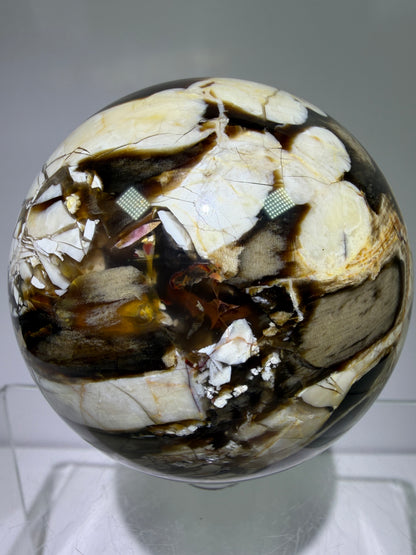 Peanut Wood Sphere. 67mm. Extremely Rare Australian Peanut Wood. Incredible Petrified Wood Display Sphere