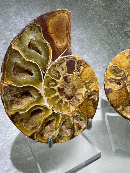 Yellow Ammonite Display Pair. Amazing Yellow Colors With Jigsaw Fossil Patterns. Gorgeous Rare Fossil Specimen From Madagascar.