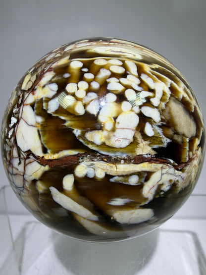 Peanut Wood Sphere. 67mm. Extremely Rare Australian Peanut Wood. Incredible Petrified Wood Display Sphere