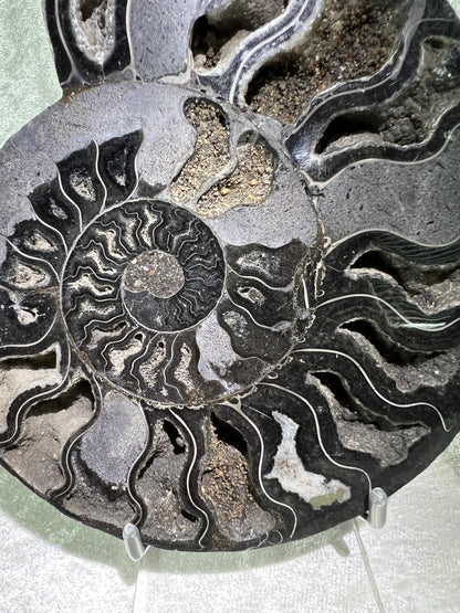 Black Ammonite Display Pair. Extra Large Rare Fossil Specimen From Madagascar. Split And Polished With Amazing Druzy.