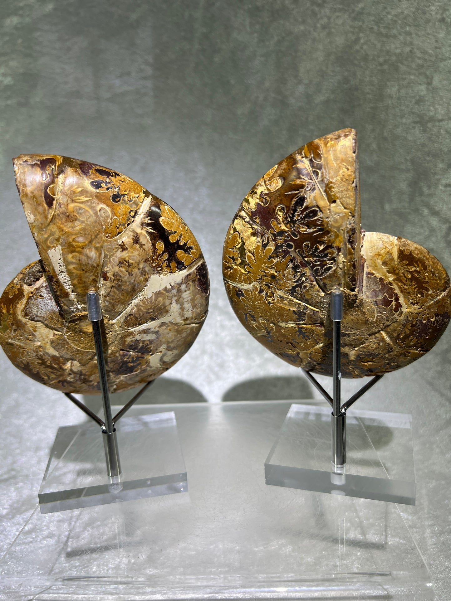 Yellow Ammonite Display Pair. Amazing Yellow Colors With Jigsaw Fossil Patterns. Gorgeous Rare Fossil Specimen From Madagascar.
