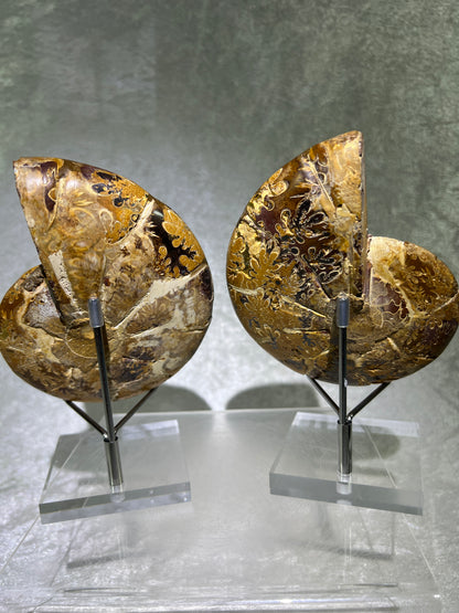 Yellow Ammonite Display Pair. Amazing Yellow Colors With Jigsaw Fossil Patterns. Gorgeous Rare Fossil Specimen From Madagascar.