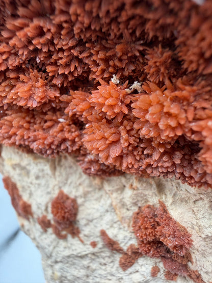 Orange Red Dogtooth Calcite Specimen. Stunning Dogtooth Flower Clusters. High Quality Rare Specimen