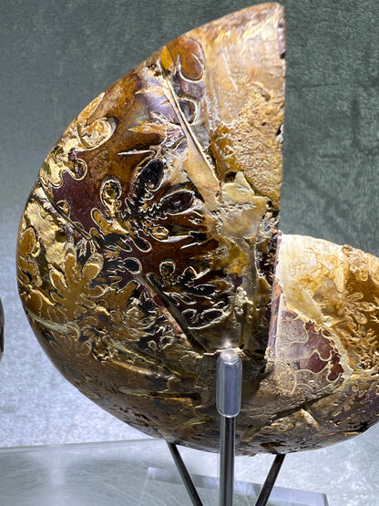 Yellow Ammonite Display Pair. Amazing Yellow Colors With Jigsaw Fossil Patterns. Gorgeous Rare Fossil Specimen From Madagascar.