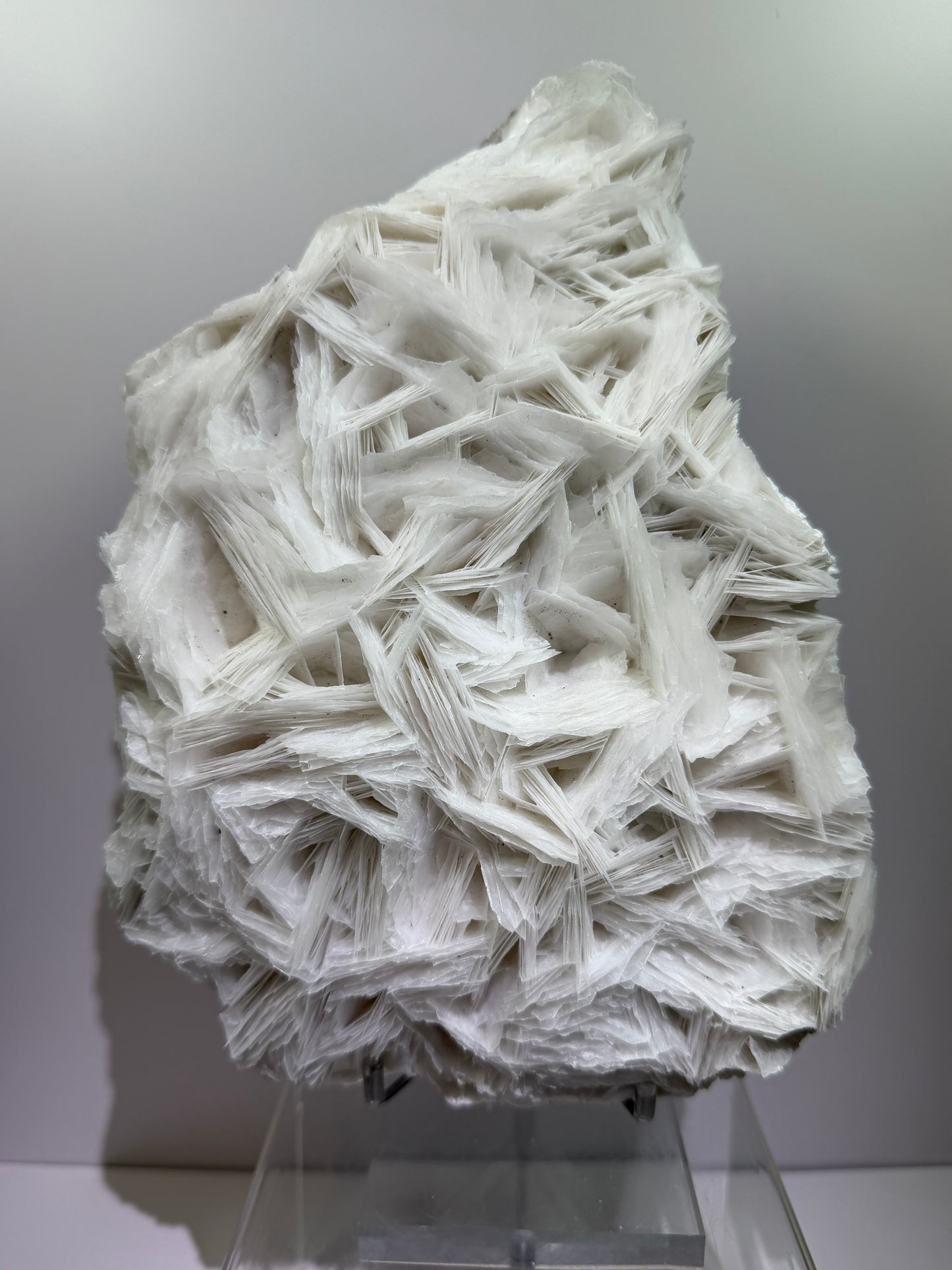 White Rose Bladed Calcite. Extra Large Angel Wing Calcite Specimen. High Quality UV Statement Piece.