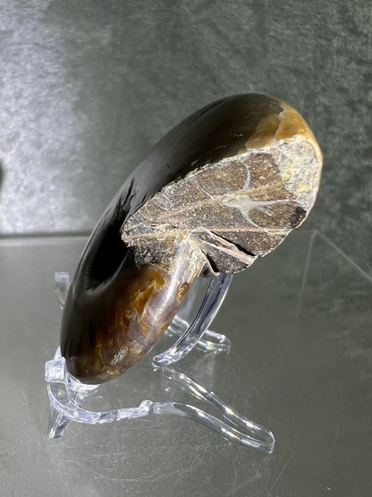 Ammonite Fossil Specimen. Gorgeous Polished Iridescent Ammonite From Madagascar.