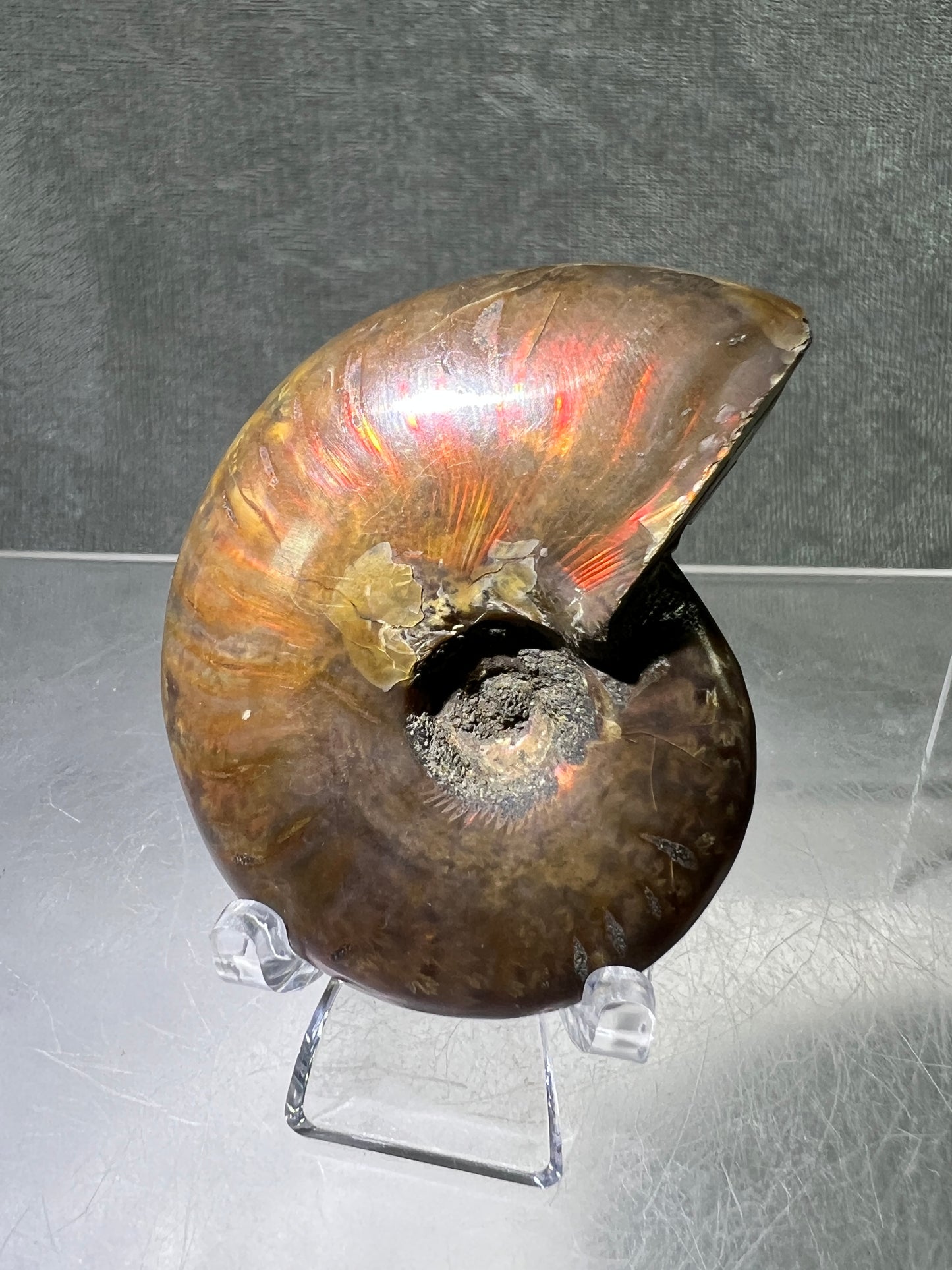 Ammonite Fossil Specimen. Gorgeous Polished Iridescent Ammonite From Madagascar.