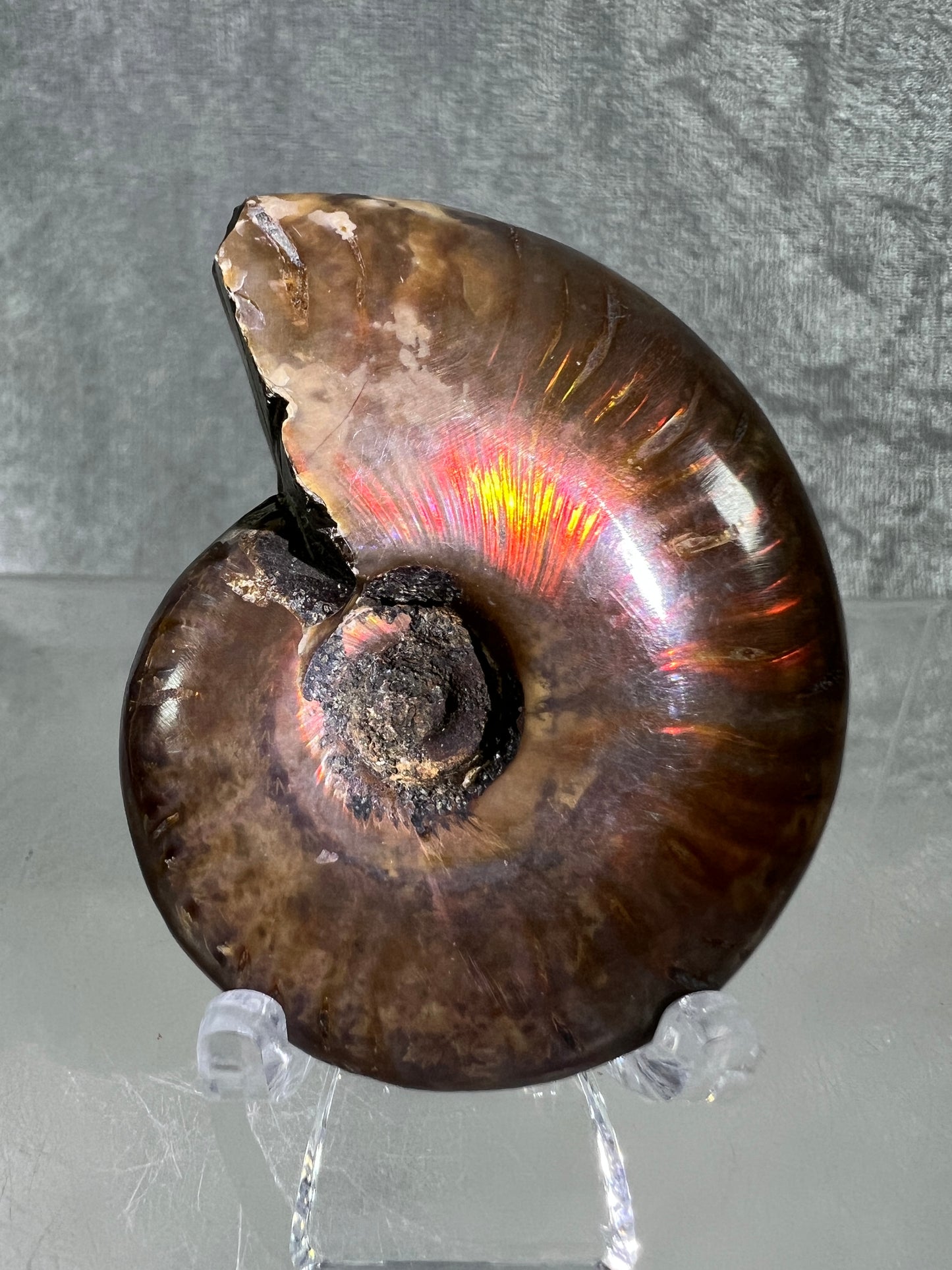 Ammonite Fossil Specimen. Gorgeous Polished Iridescent Ammonite From Madagascar.
